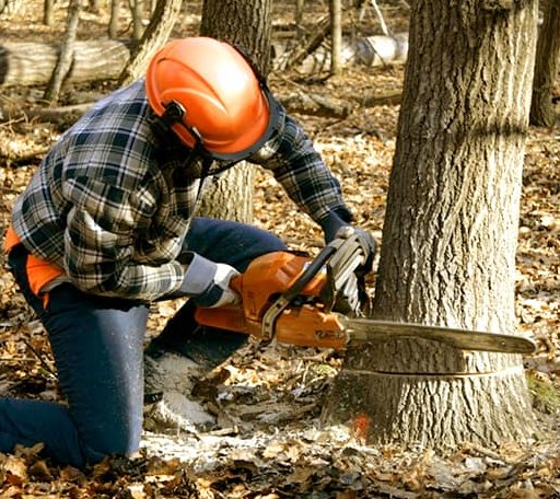 Tree Removal in Wanda, MN